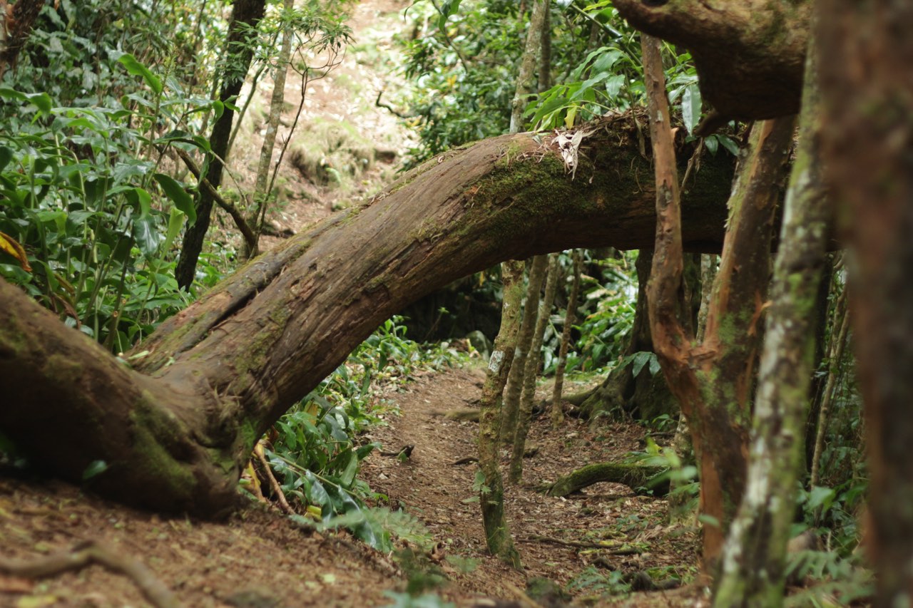 Une forêt digne d'un décor d'Harry Potter !